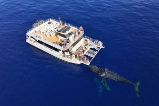 Whale Watch and Turtles Snorkel