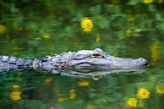 Everglades Small Group Express from Fort Lauderdale +Airboat Ride
