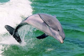 Destin Dolphin Watching and Sunset Cruise