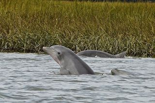 90 minute Hilton Head Sunset Dolphin Cruise