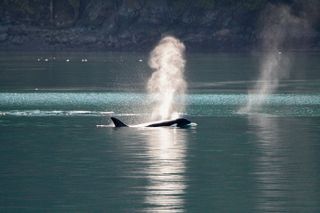 Whale Watching from Friday Harbor