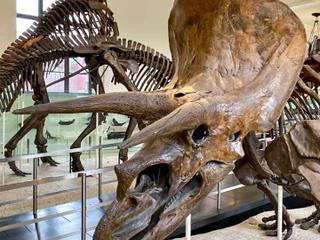 Museum of Natural History Murder Mystery & Scavenger Hunt
