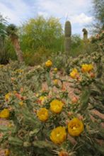 Desert Botanical Garden