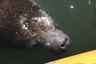 Manatee and Dolphin Kayak Tour - Wildlife Refuge (Titusville)