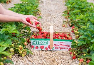 Heeman’s Pick Your Own Strawberry Patch