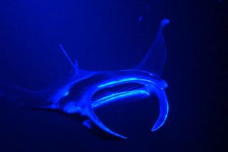 Big Island: Manta Ray Night Snorkeling Adventure in Kailua-Kona