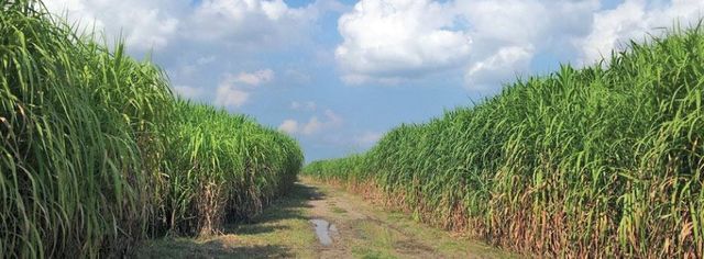 All-Cane 75th Anniversary and AGM