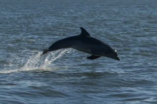 Adventure Boat Tours Dolphin Tails & History Cruise St Augustine
