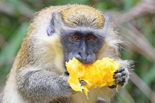 Island Adventure Harrison's Cave Monkey Feeding lunch inclusive