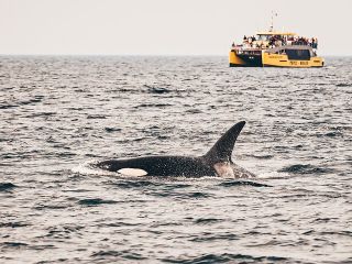 Half-Day Whale Watching Adventure from Vancouver