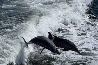 Tropical Tides Scenic Day Cruise - Public