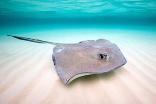 Key Largo Snorkeling Trips & Sandbar Tours