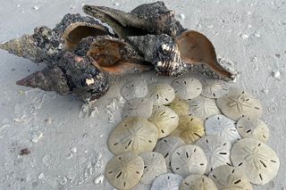 4 Hour Ten Thousand Islands Shelling Trip