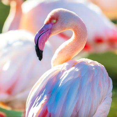 Phoenix Zoo/Arizona Center for Nature Conservation