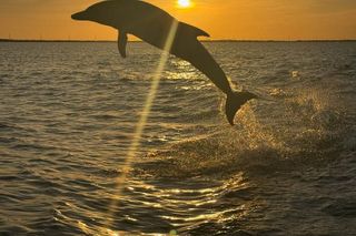 Key Largo Sunset Cruise