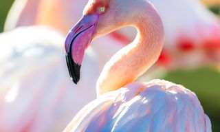 Phoenix Zoo/Arizona Center for Nature Conservation