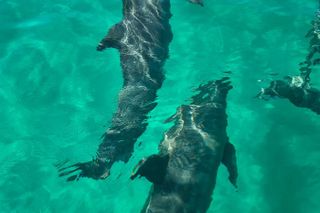 Exciting Private Dolphin Excursion to Shell Island 90 Minutes