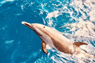 Dolphin Watching & Turtle Snorkeling