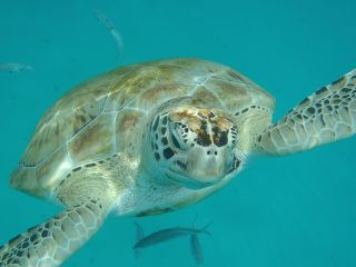 Barbados Island Tour, Monkey feeding & Swimming with the Turtles