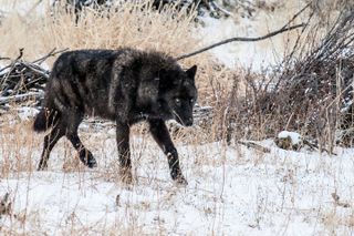 Wildlife & Wolf Private Tour with Lunch