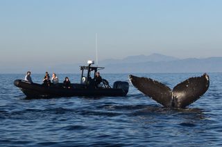 Up Close Dolphin & Whale Watching