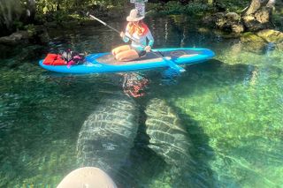 Crystal River Paddle Board Rental | 3 Hour | See The Manatees!