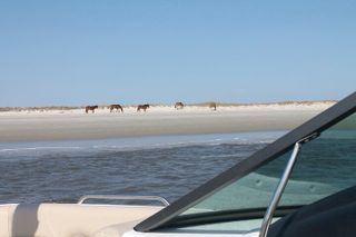 Private Guided Boat Tour up to 6 passengers in Fernandina Beach