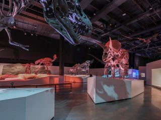 Houston Museum of Natural Science General Admission