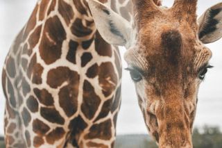Fredericksburg Giraffe Safari and Dinner Experience