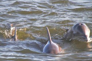 2-Hour Dolphin and Nature Eco Tour from Orange Beach