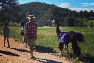 Guided Llama Hike in the Rocky Mountains