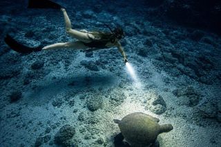 Turtle Town After Dark: With Lights & Stars (Turtle Guarantee)