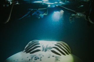 Manta Ray Snorkeling by Night in Kailua-Kona, Hawaii