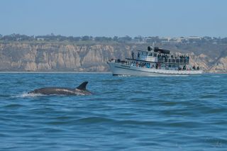 San Diego Whale Watching & Dolphin Cruise