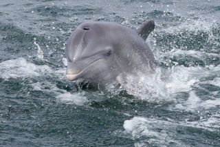 Shared Dolphin Cruise in Pensacola Beach | Frisky Mermaid