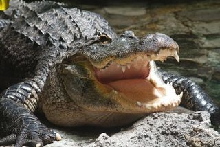 Airboat Rides in Palm Beach With Captain Wayne