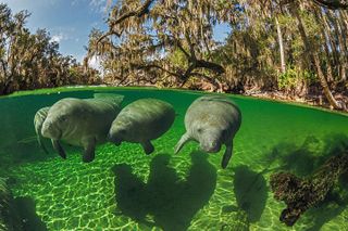 Small Group VIP (Heated in Winter) Manatee Snorkel Tour