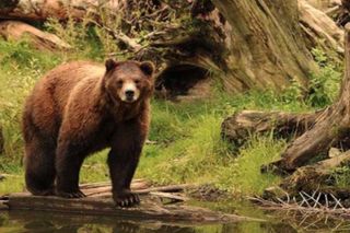Sitka Up Close: Bears, Eagles & Totem Forest Walk (Small Group)