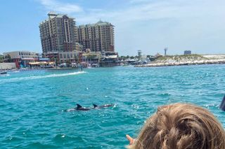 2 Hours Guided Dolphin Tour in Florida
