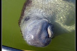 Two-Hour Everglades Dolphin, Manatee and Birding Boat Tour