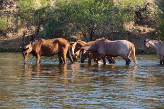 Rent a Paddle Board And Float the Lower Salt River