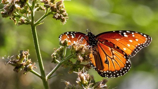 Monarch Watch