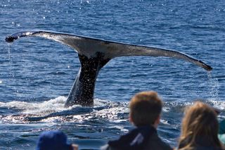 Ultimate Whale Watch and Tracy's Crab Shack Meal