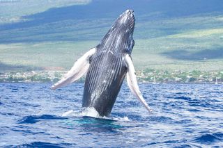 From Kihei: Molokini Snorkel & Whale Watch Tour