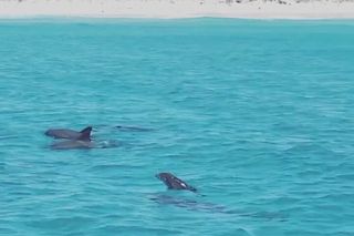 Dolphin Sightseeing Tour near Shell Island in Panama City Beach