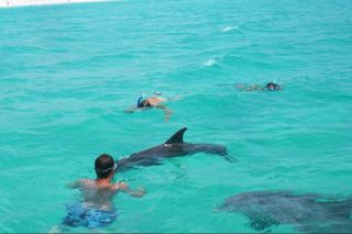Swim with Dolphins And Snorkeling Group Tour