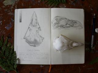 Nature Sketching: Skulls *NEW*