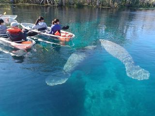 Clear Kayak or Paddleboard Manatee Adventure