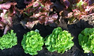 Three Tomatoes Trattoria