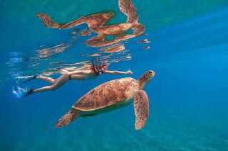 Waikiki Snorkeling Adventure